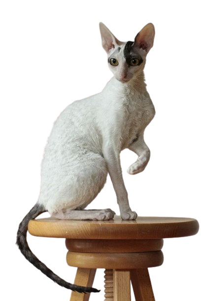 Cornish Rex Cat